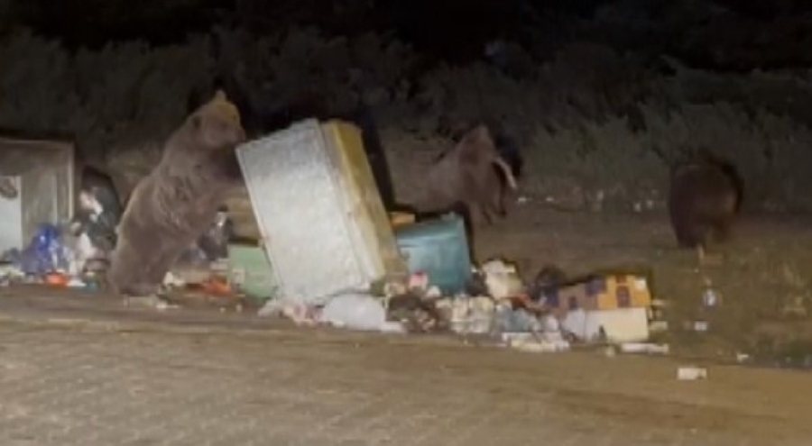 Uludağ'da Ayı Dehşeti: Vatandaş Sucuğu Eliyle Verince Araca Saldırdı