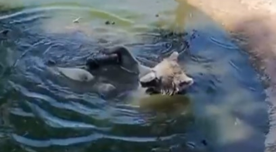 Ovakorusu'nun Ayıları Kış Uykusu Öncesi Keyif Çatıyor