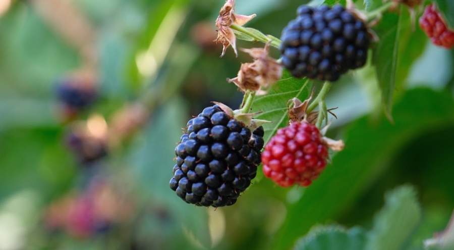 Bursa Büyükşehir 9 üründe fide ve fidan desteğinde bulunacak