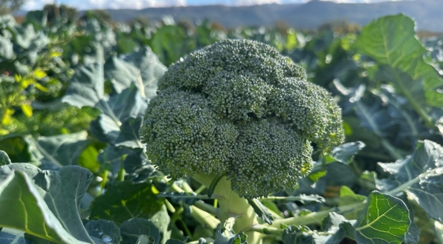 İznik'ten Bursa'ya Brokoli Fiyatı 14 Kat Artıyor