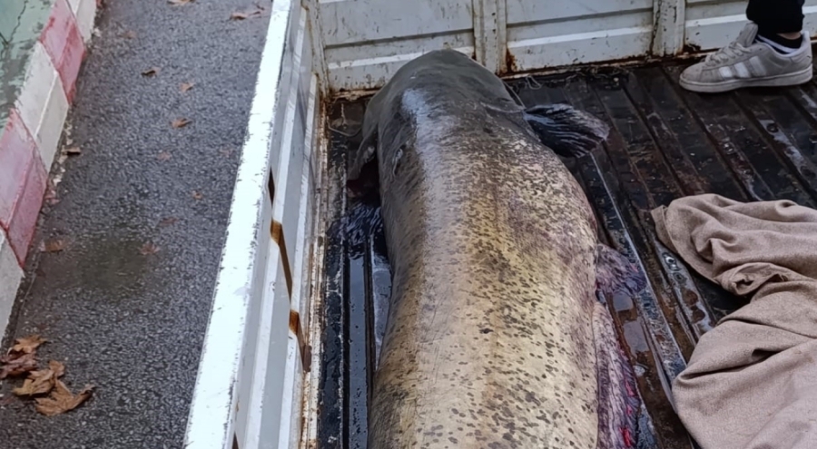 İznik'te 65 Kiloluk Dev Yayın Balığı Yakalandı