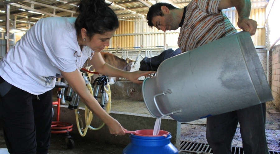 Süt Üreticisi Alarmda: Şap Felaketi Sonrası Çiğ Süt Fiyatı Acilen Güncellenmeli