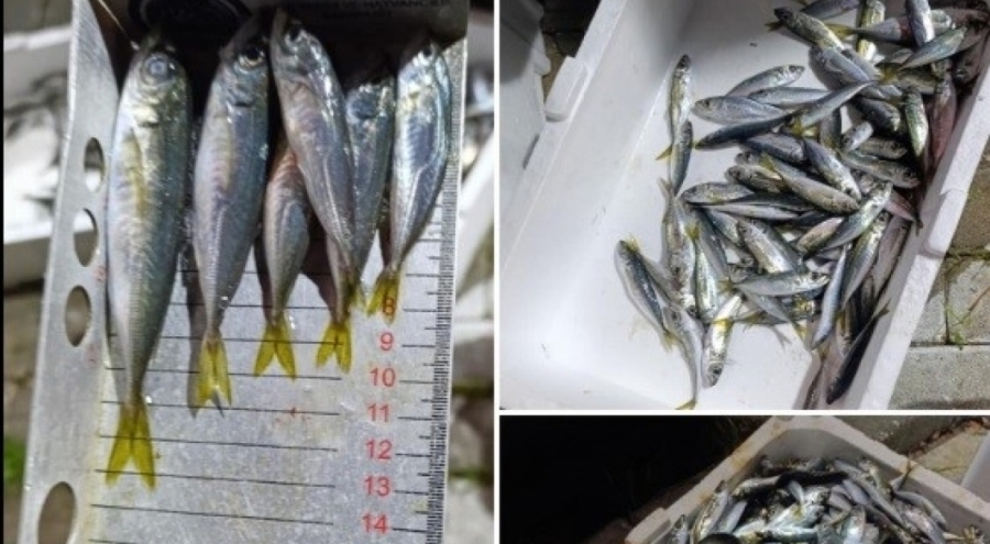 Bursa'da Küçük boyda avlanan balıklara el konuldu