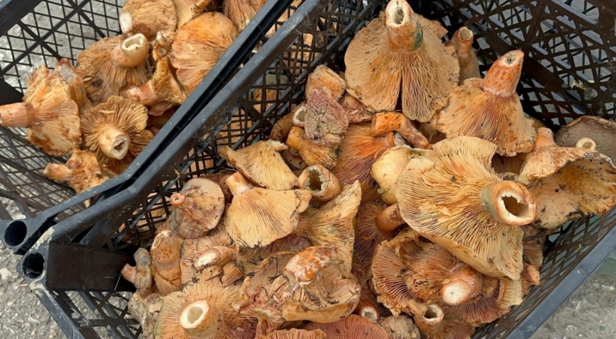 Bursa'da yağmur yağdı, fiyatı 300 liradan 100 liraya düştü