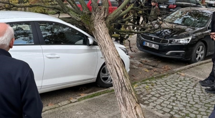 Bursa'da park halindeki araçların üzerine ağaç devrildi: Şans eseri yaralanan olmadı