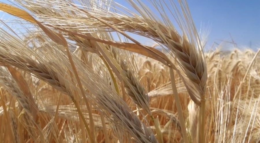 Türkiye genelinde arpa ekimi yükselişte: Üretici kuraklık riskine karşı yön değiştiriyor