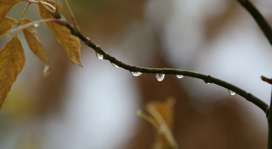 Bursa ovasında bereket yağdı: Karacabey 95 kg yağış aldı, buğday ve arpa üreticisinin yüzü güldü