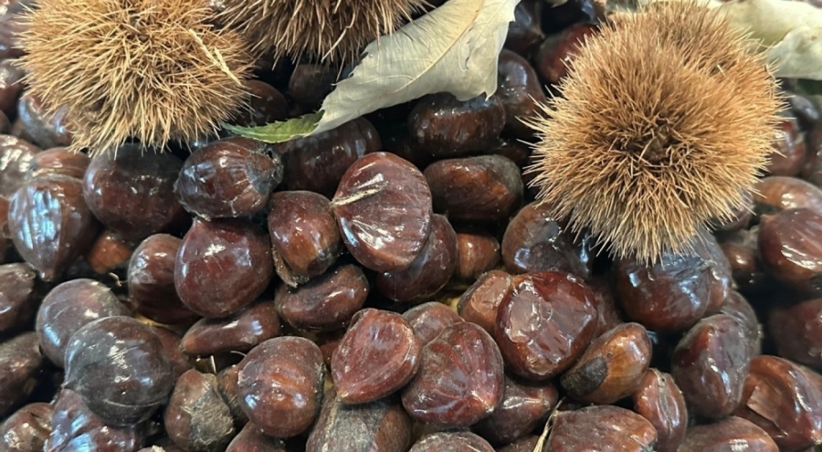 Bursa kestanesinin geleceği masada: Üretim, hastalıklar ve çözüm yolları konuşuldu