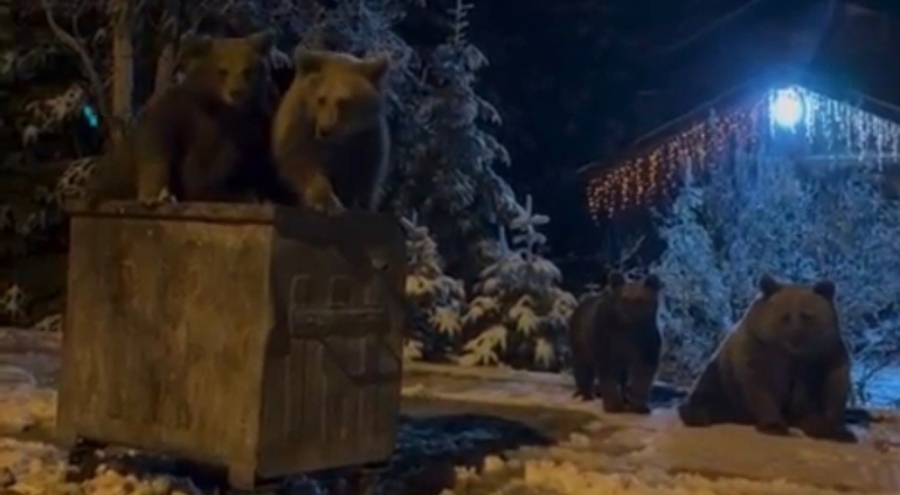 Uludağ'da ayılar yerleşim alanına indi: Kar yağmasına rağmen hâlâ kış uykusuna yatmadılar