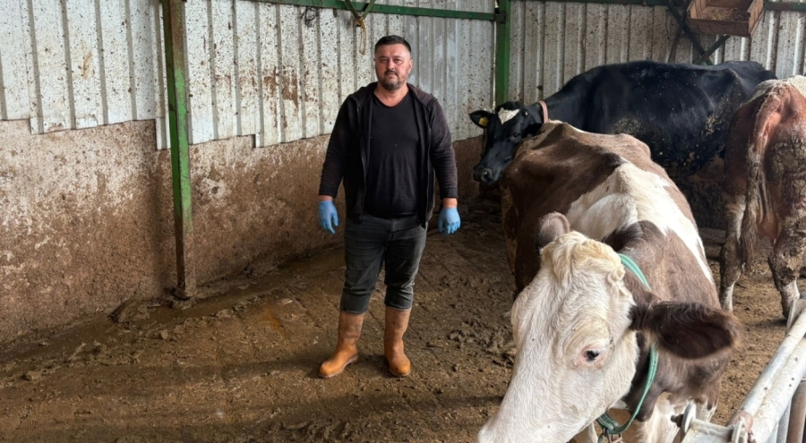 Yenişehirli üreticinin şap isyanı !