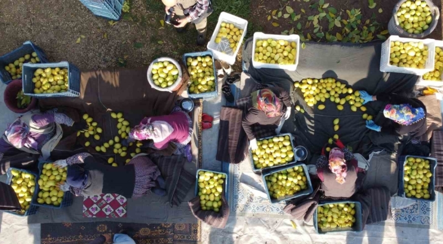 Tarım-ÜFE kasımda yıllık %31,45 arttı, aylık %1,56 geriledi