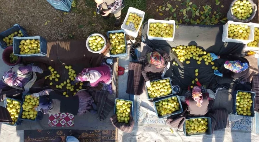 Tarım-ÜFE kasımda yıllık %31,45 arttı, aylık %1,56 geriledi