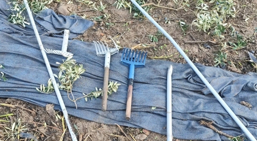 Bursa'da zeytin hırsızlığı: Tarladan 500 kilo zeytin çalındı