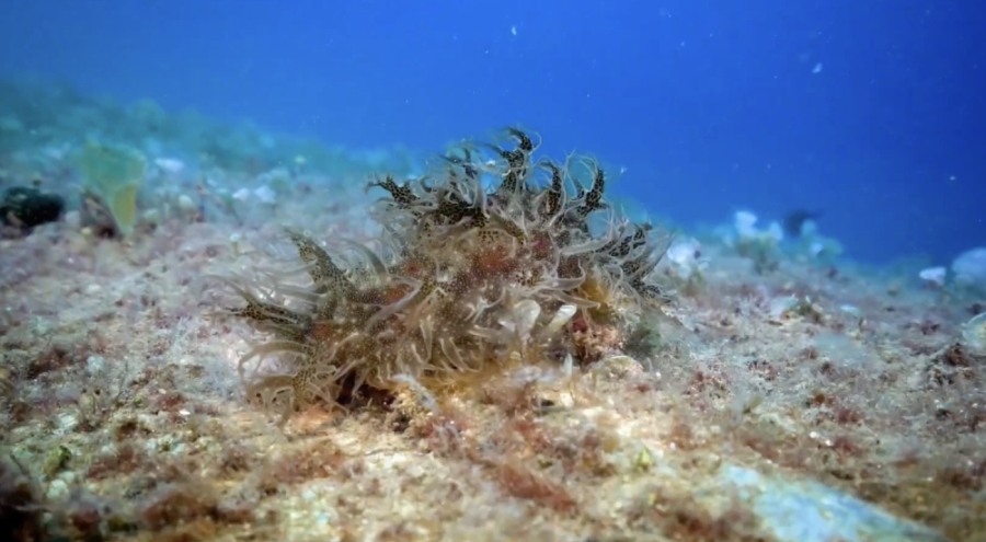 Denizlerden 360 bin metrekare hayalet ağ çıkarıldı