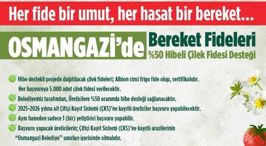 Osmangazi Belediyesi yüzde 50 hibeli çilek fidesi dağıtacak