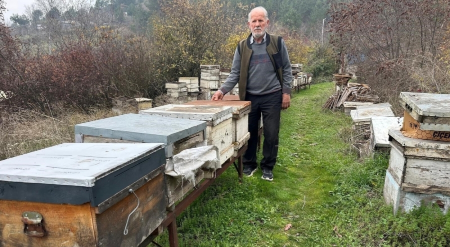 Bursa'da arıcı: "Zirai ilaçlar yüzünden milyonlarca arım öldü"