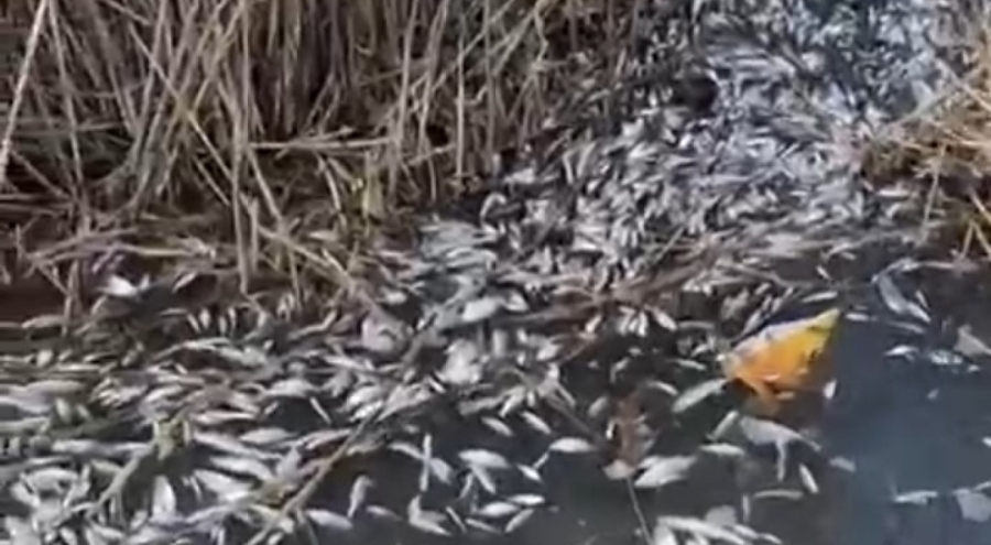 Bursa'da derede binlerce balık öldü