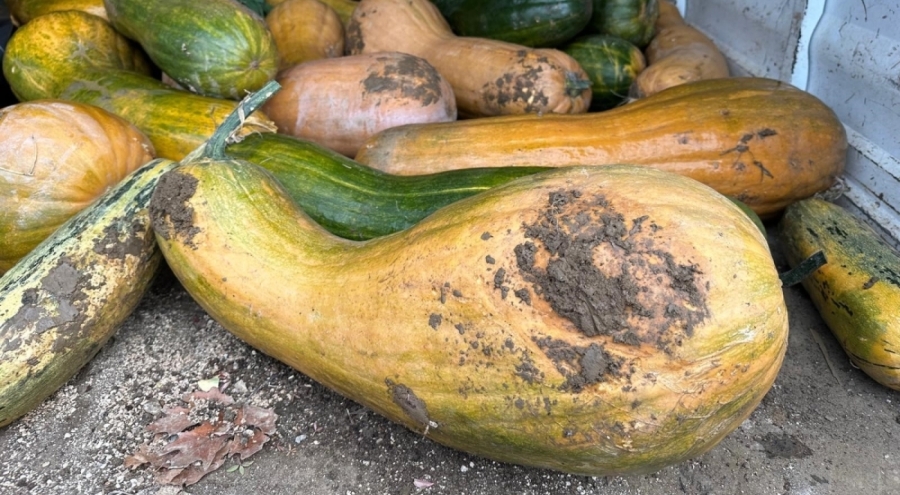 Osmangazi'de 30 kilogramlık Kıbrıs bal kabağı yetiştirildi