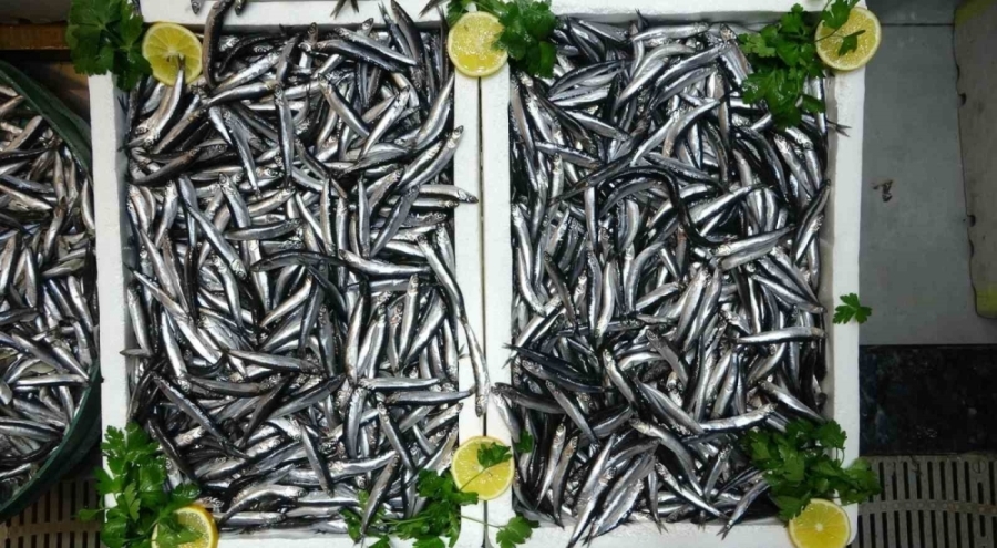 Türk hamsisi Avrupa yolunda