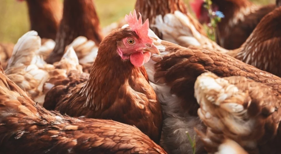 Yumurtacı tavuklar için yeni düzenleme