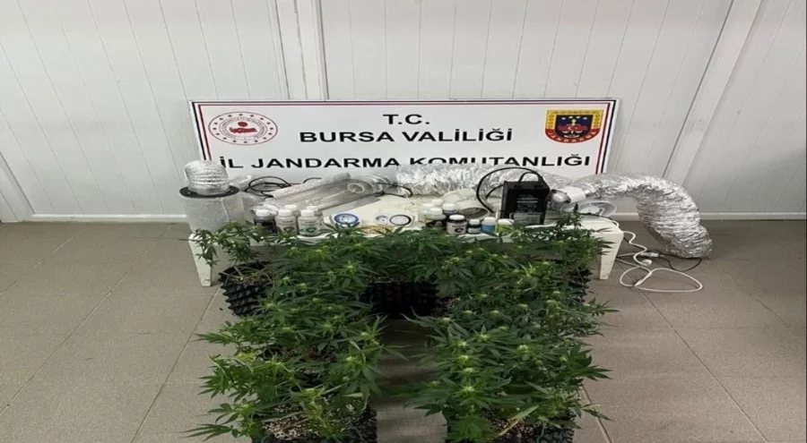 Bursa'da Evde esrar üretimi ortaya çıktı