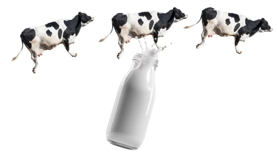 Kasımda süt toplama geriledi