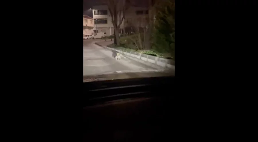 Bursa'da sokakta tilki, ağzında kediyle görüntülendi