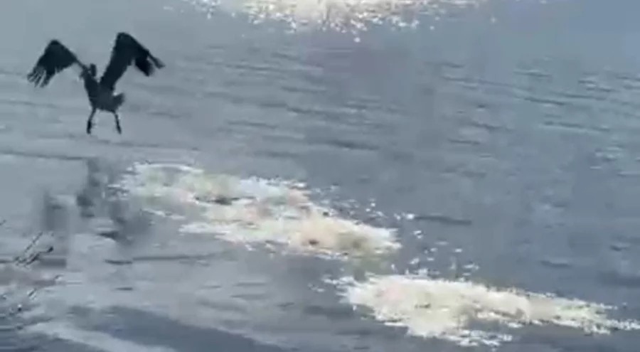 Bursa'da Yaralı ak pelikan 5 ay sonra özgürlüğe kavuştu