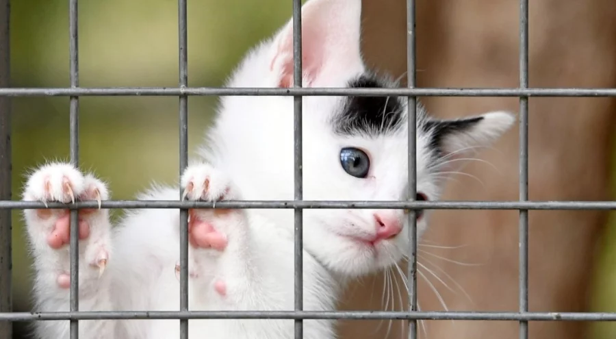 Osmangazi Belediyesi can dostların umudu oluyor