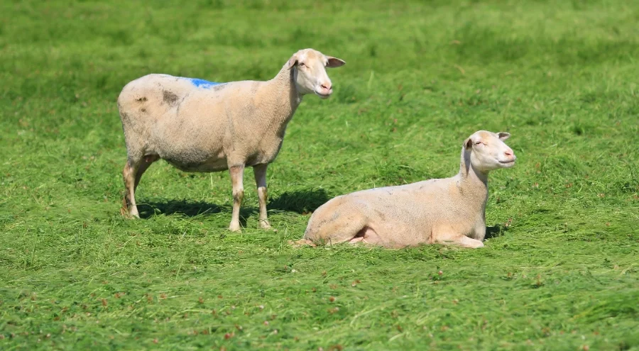 Bursa'da küçükbaşa yönelik önemli bir proje hayata geçiyor