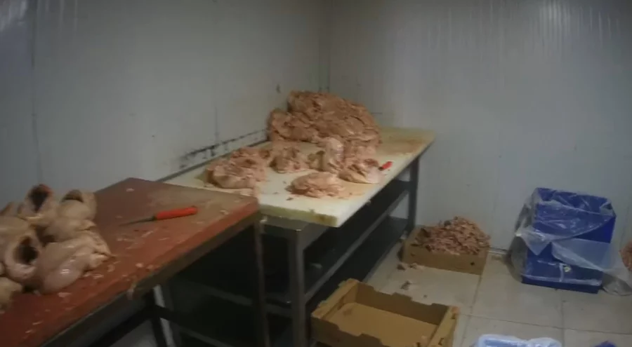 Merdiven altı tavuk tesisine baskın