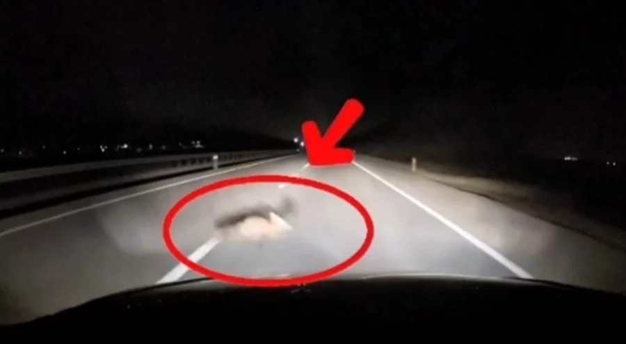 Bursa'da yolda tilkiye çarpan araç kameraya yansıdı