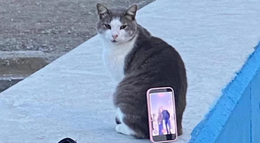 Bursa'da kedi tripod oldu