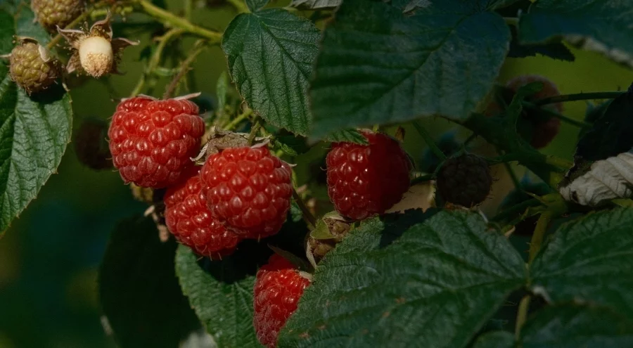 Osmangazi Belediyesinden dağ köylerinde ahududu seferberliği; hedef 100 dönüm