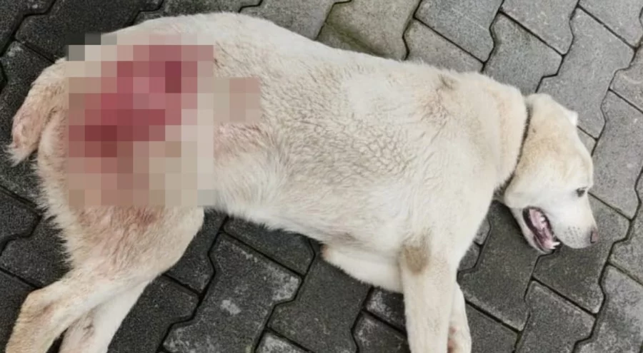 Bursa'da sokak köpeğini tüfekle vurdular