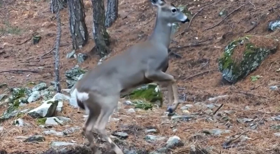Bursa'da fotokapana karaca takıldı