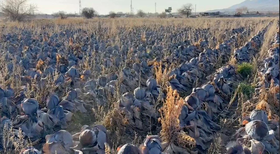 Bursa'da 80 Liralık Karalahanayı Tüccar Tarlada 5 Liraya İstedi