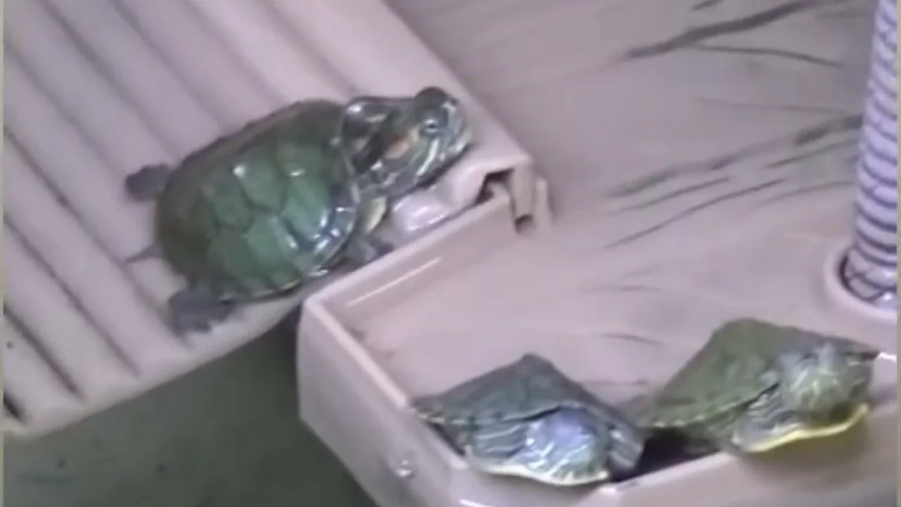 Bursa'da yasaklı kaplumbağa satışı baskınla ortaya çıktı