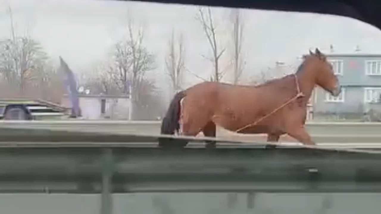 Bursa'da Ana Yolda Başıboş At Paniği