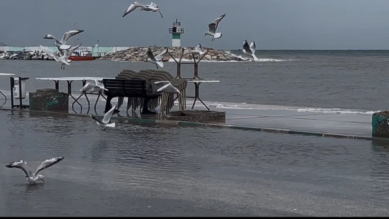 Bursa'da Deniz Taştı: Yol Kapandı, Balıklar Karaya Vurdu