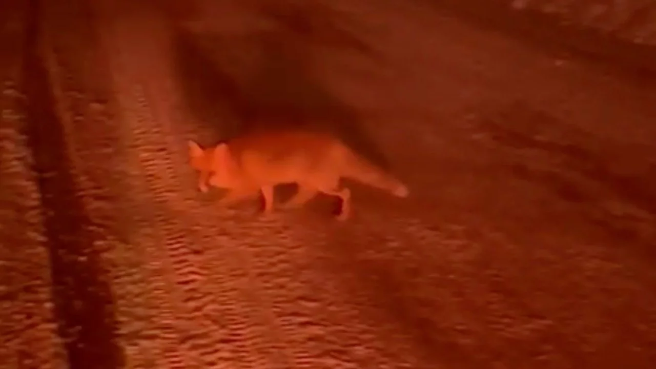 Bursa'da Uludağ Yolunda Tilki Sürprizi