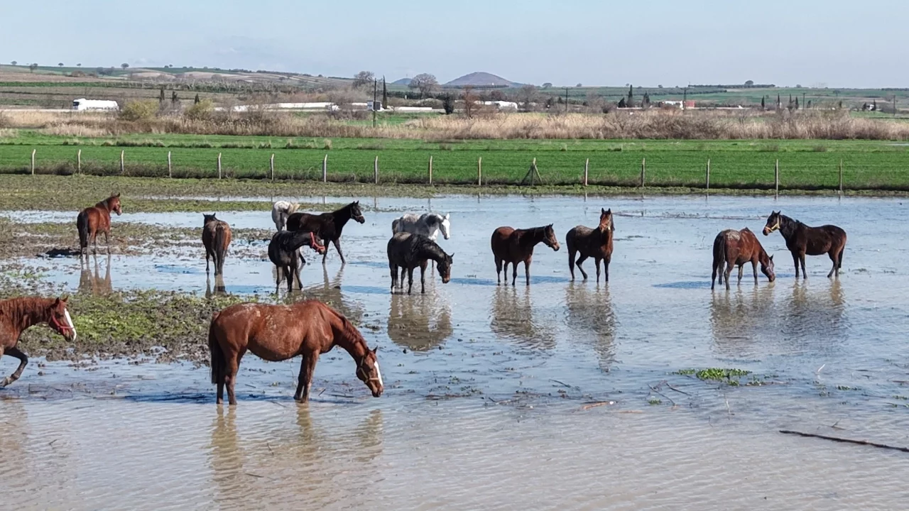 Bursa'da milyonluk atlar su altında: Uluabat taştı