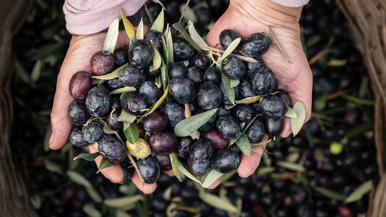 Marmarabirlik'ten 2025'te Güçlü ve Stratejik Büyüme