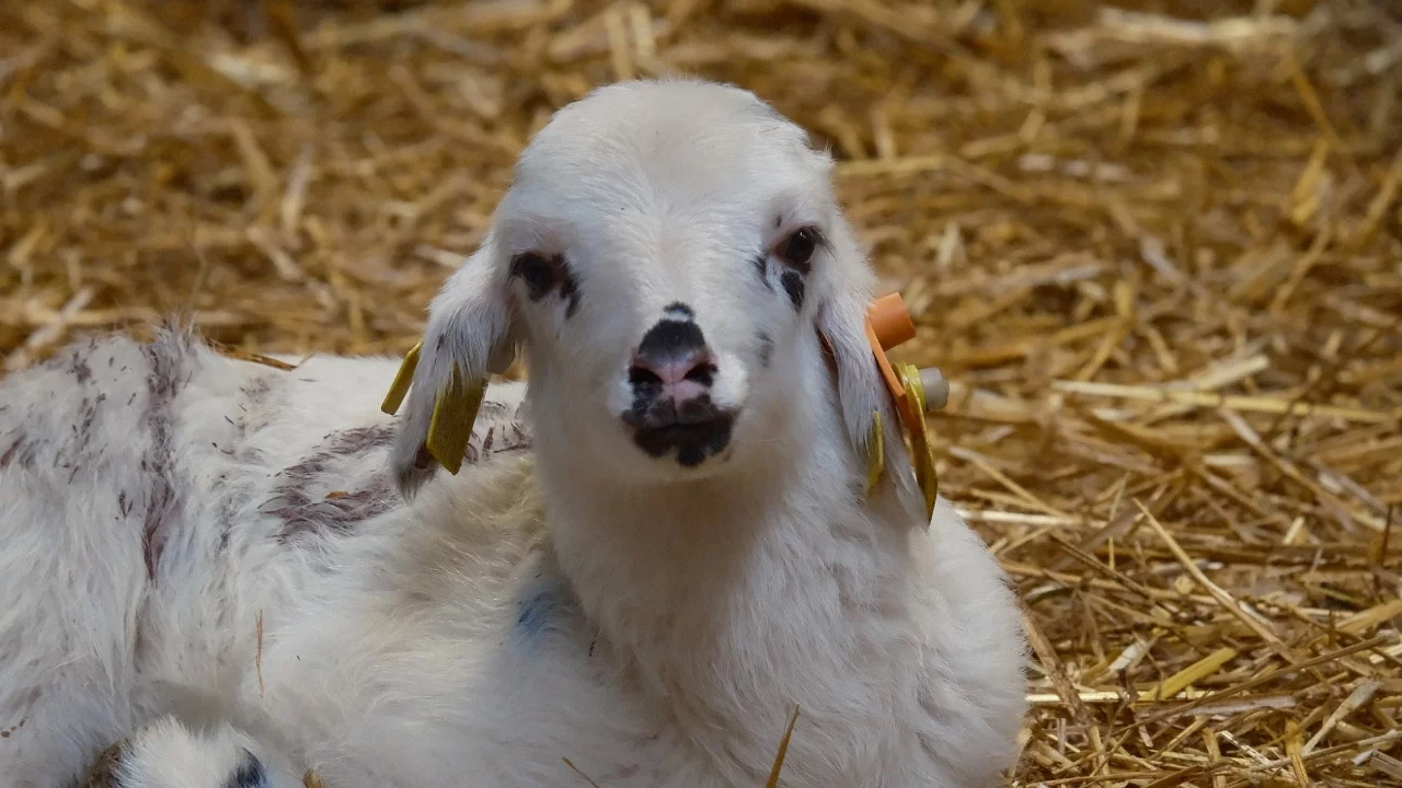 Küçükbaşta Yeni Dönem: Suni Tohumlama Atağı