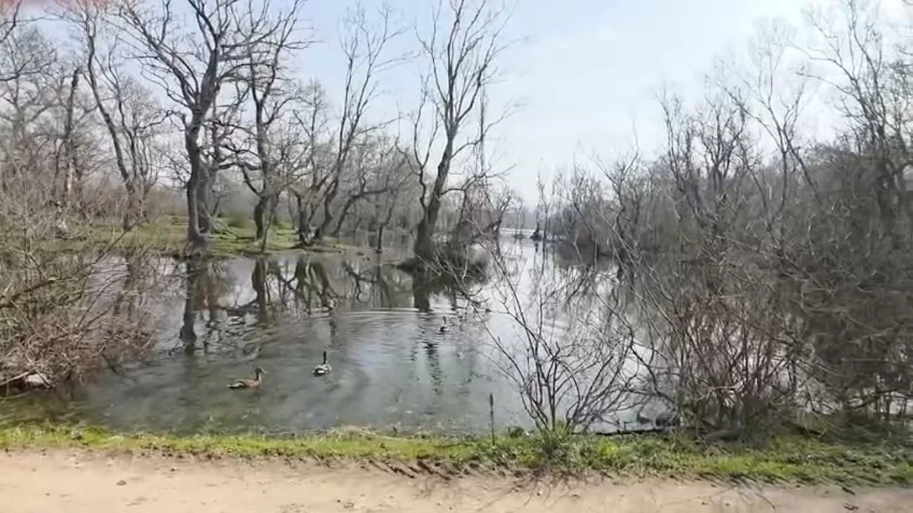 Bursa'da Yaralı Tilki ve 10 Yaban Ördeği Doğaya Bırakıldı