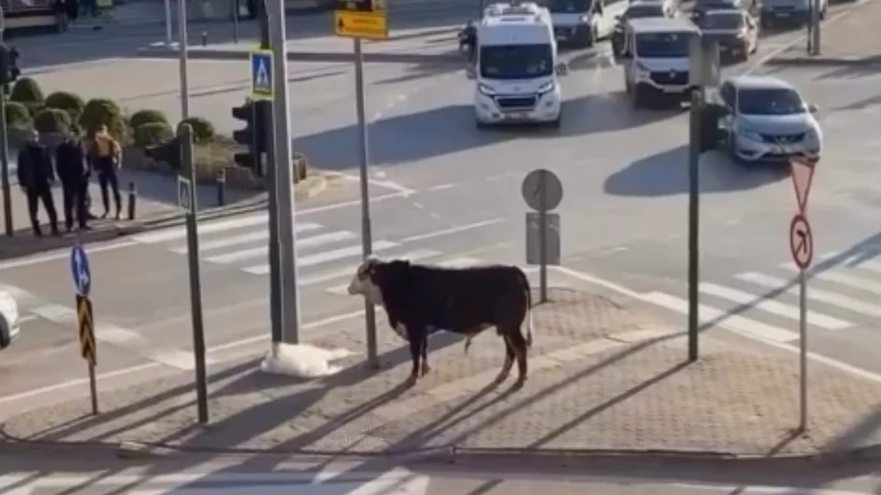 Bursa'da Kaçan Boğa Trafiği Kilitledi