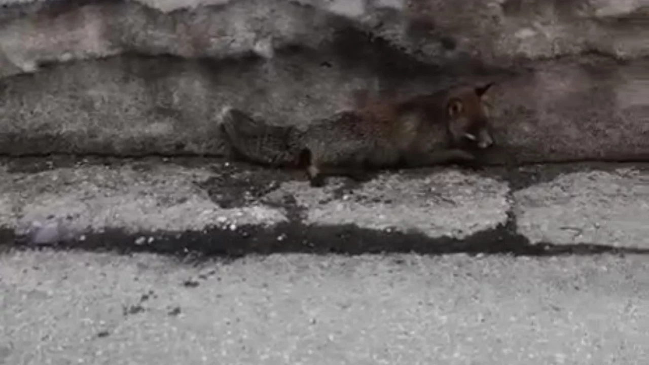 Bursa'da Tilkiye Çarpıp Kaçtı