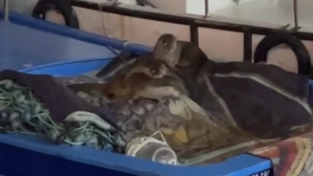 Bursa'da limana gelen su samurları ilgi odağı oldu