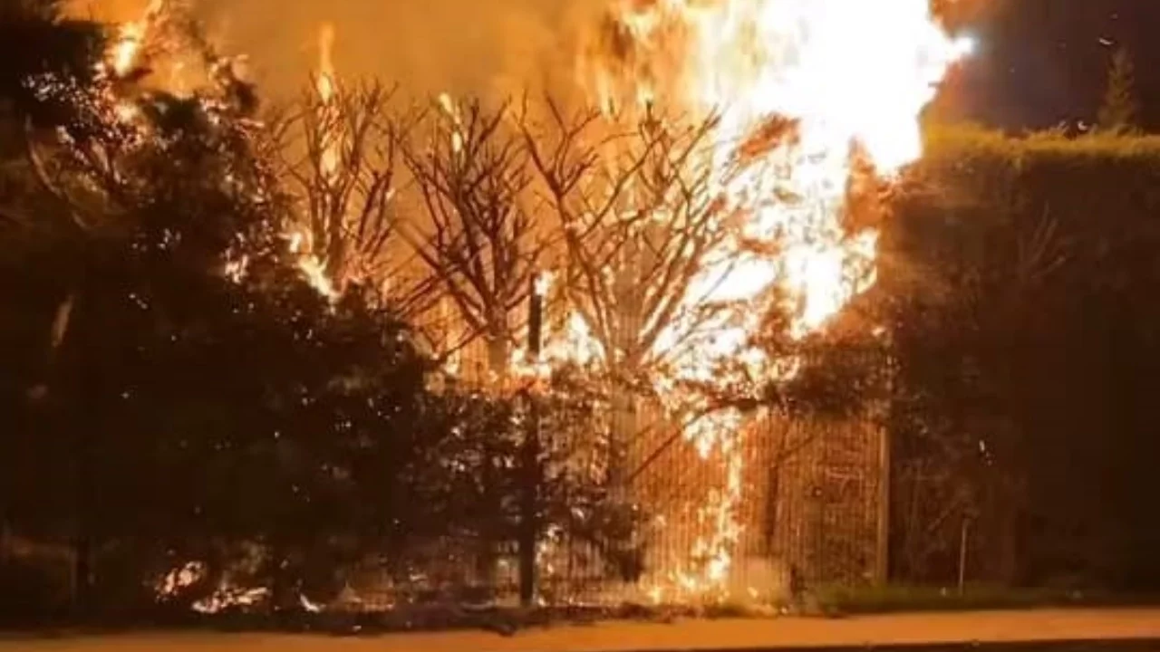 Bursa'da Botanik Park'ta yangın: Bir ağaç alevlere teslim oldu
