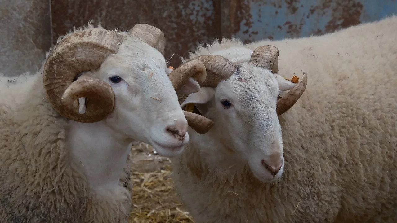 Rekor fiyatlı koçlar satışa çıkıyor
